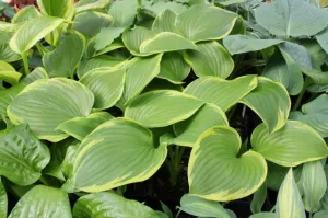 Light Ray Hosta