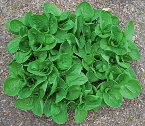 Nippers Hosta