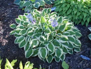 Ops Hosta