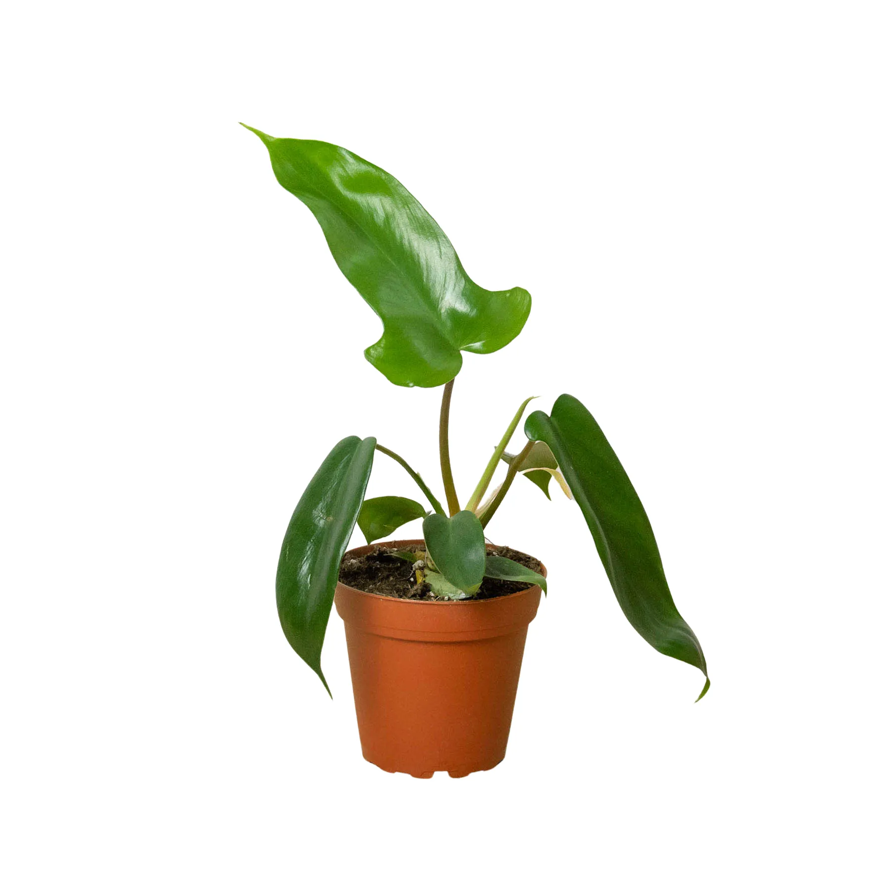 Philodendron 'Florida Green'