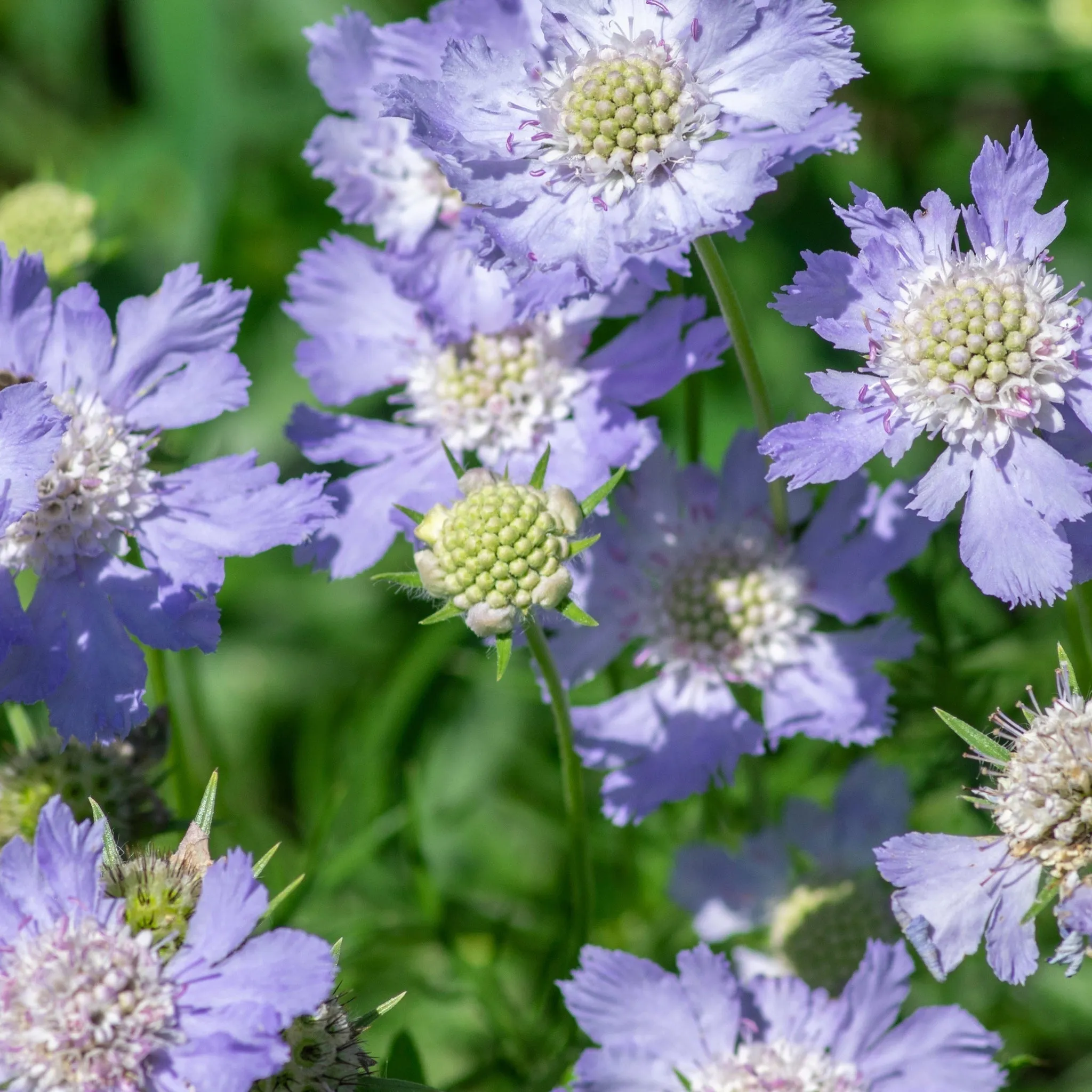 Scabiosa 'Blue Note' 9cm