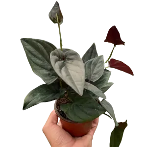 Syngonium 'Red Arrow'